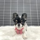 붕가붕가샵 이미지