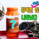 젤루다 골드 두칸반의 별밤(퍼옴) 이미지