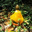 황금버섯 이미지