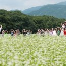 메밀꽃필무렵 이미지