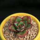 롯데마트 앞 사거리 이미지