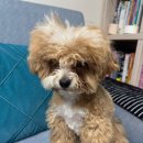 무아몽 해운대 강아지 애견미용 이미지