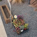 프로퍼밀도 이미지