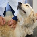 마스터 동물의료센터 이미지