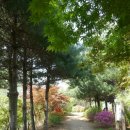 동작충효길 7코스 까치산길 이미지