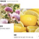 로즈모네 | 로즈 잼 솔직후기 러쉬 샤워젤 장미향 추천