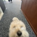 코기절미 이미지