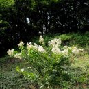 흰꽃이 피는 흰배롱나무 이미지