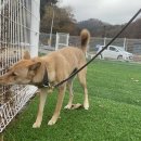 고쳐줄개 이미지