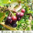 수원예조경 - 화성시 제암고주로53번길 6 | 수원예조경