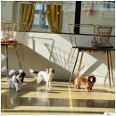 애견카페왕 이미지