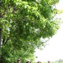 죽백9길 이미지