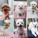 애견미용실 꽃개 이미지