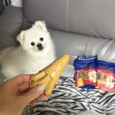 댕댕레시피 | [댕댕야시장 강아지껌] 스트레스 없이 맛있게 양치하는 시간