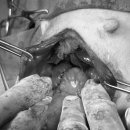 제주24시숨동물의료센터 이미지