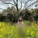 가시리 | 제주 녹산로 벚꽃 유채꽃 🌸시기 정보 &amp; 가시리 협업목장 후기