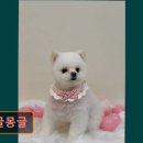 댕글 몽글 이미지