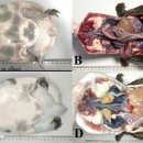 자라의 흰복부병(White abdominal disease) 이미지