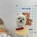 우리집강아지 애견미용 이미지