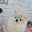 하니 그루밍( Hani Grooming) 이미지