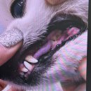 김&정해운대병원 | 부산 해운대 아이센텀 동물병원 치과 진료 후기