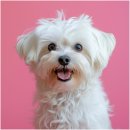 봄날동물병원 이미지