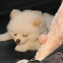 사랑옵개 이미지