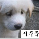엉터리생고기용인