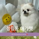 아가펫 | 대전 강아지미용 잘하는 정림동 아가펫, 포메라니안 길동이 목욕하고왔어요 내돈내산후기