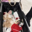 껌딱지펫 | 크리스마스 서울 펫쇼 세텍 (12/12~14) 꼬순내 헌터즈 후기