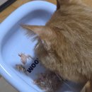 까까생각 | [제품 후기] 반려동물 투약보조제 ✨️까까만주 까까로✨️ 사용 후기 (내돈내산)