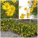 레몬향데이지 이미지