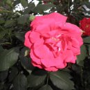 봉전1리 이미지