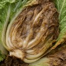 강우축산 | 배추 무름병 완벽 가이드: 예방부터 방제, 보험 정보까지