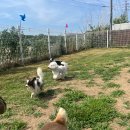 GPS 애견학교 이미지