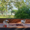 식물원 강아지 이미지