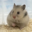 햄스터농장 | [수원 용인 분당 햄스터 분양] 초보자도 맘 편히 분양가능한 곳. 친절한 설명은 달빛