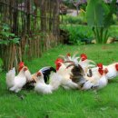 콕(COCK) 이미지