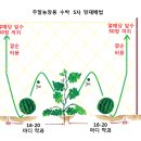 오이, 호박, 수박, 참외, 고추, 토마토 재배법 이미지