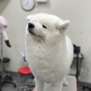 텐시퍼피 이미지