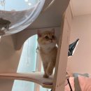 브리돌스 이미지