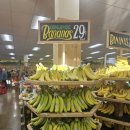 백 암 문 고 | 아들과 함께 트레이더조스Trader Joe’s 로스 가토스 방문 후기 &amp; 에코백 재입고 꿀팁