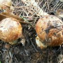 자연산 송이버섯 이미지