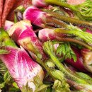 조은땅 | 서리 맞은 땅두릅 괜찮을까? 직접 수확하고 절반가 판매한 현실 후기, 땅두릅뿌리 독활의 효능