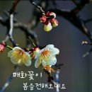 매화 이미지