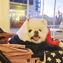 11650-17-197-21 | 강릉 1박2일 여행 코스 ㅣ 강아지 애견동반 식당 카페 숙소 (1)