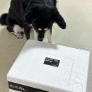 페피밀 | 페피밀 신상 슈퍼밀 런칭 시바견 화식추천