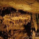 솔숲과 바다 이미지