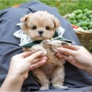 도그플러스 동물병원(미유펫 대구점) | 의성군위애견분양 자체동물병원 있는 미유펫