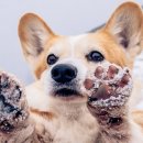 개발바닥 이미지